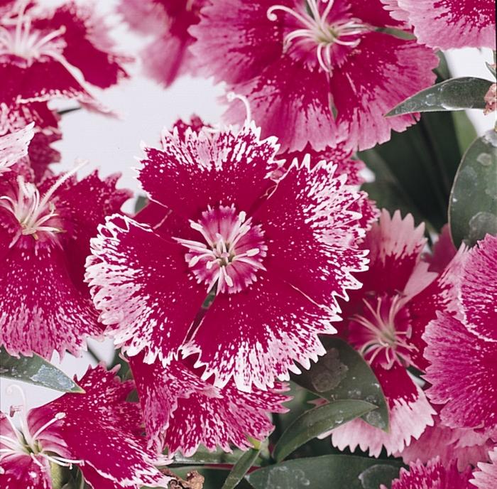 Dianthus Floral Lace™ Rose