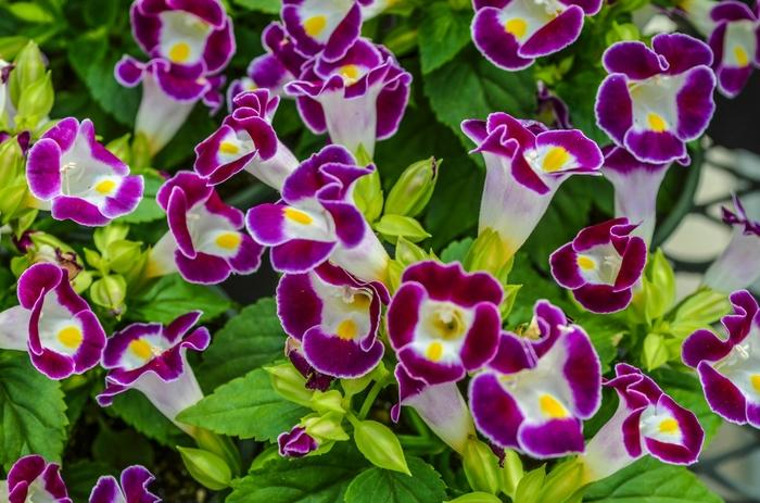 Torenia fournieri Kauai Burgundy