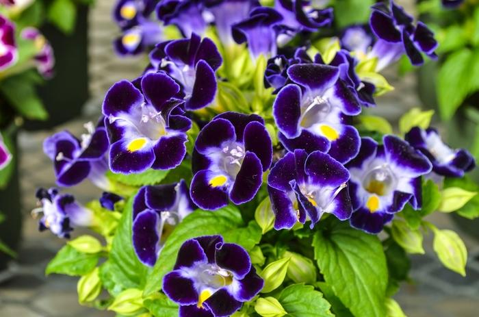 Torenia fournieri Kauai Deep Blue