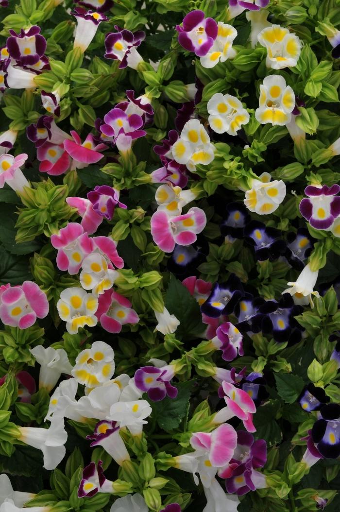 Torenia fournieri Kauai Mix