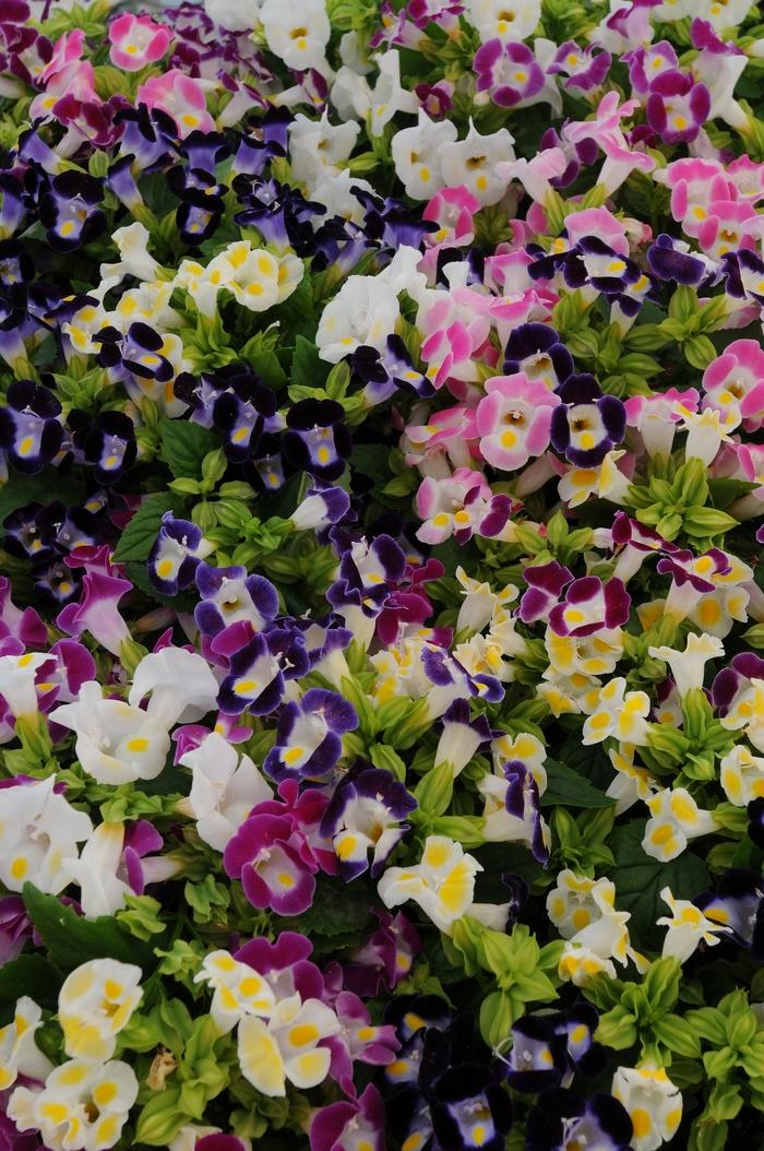 Torenia fournieri Kauai Mix