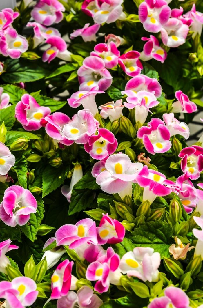 Torenia fournieri Kauai Rose