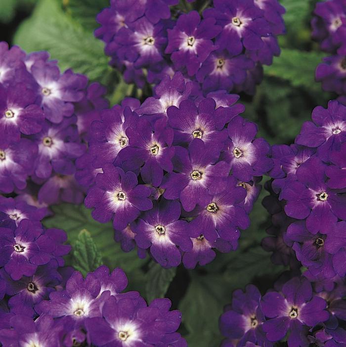 Verbena Quartz Blue