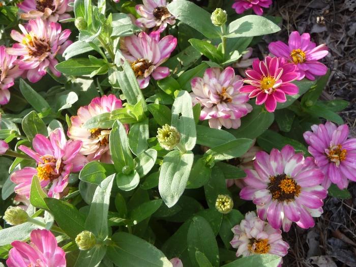 Zinnia Profusion Double Cherry