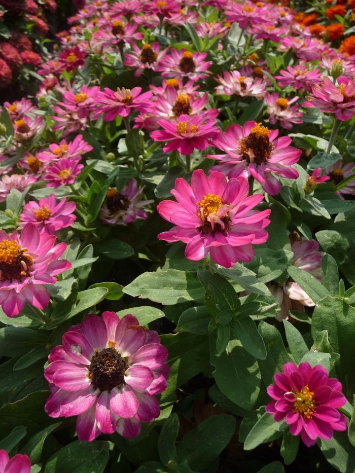 Zinnia Profusion Double Cherry