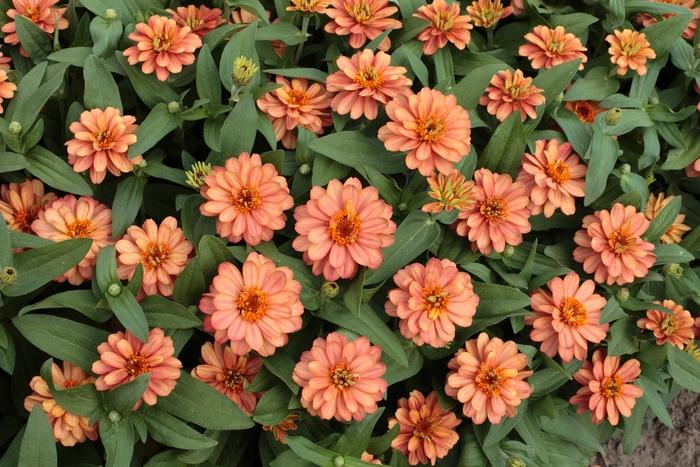 Zinnia Profusion Double Deep Salmon