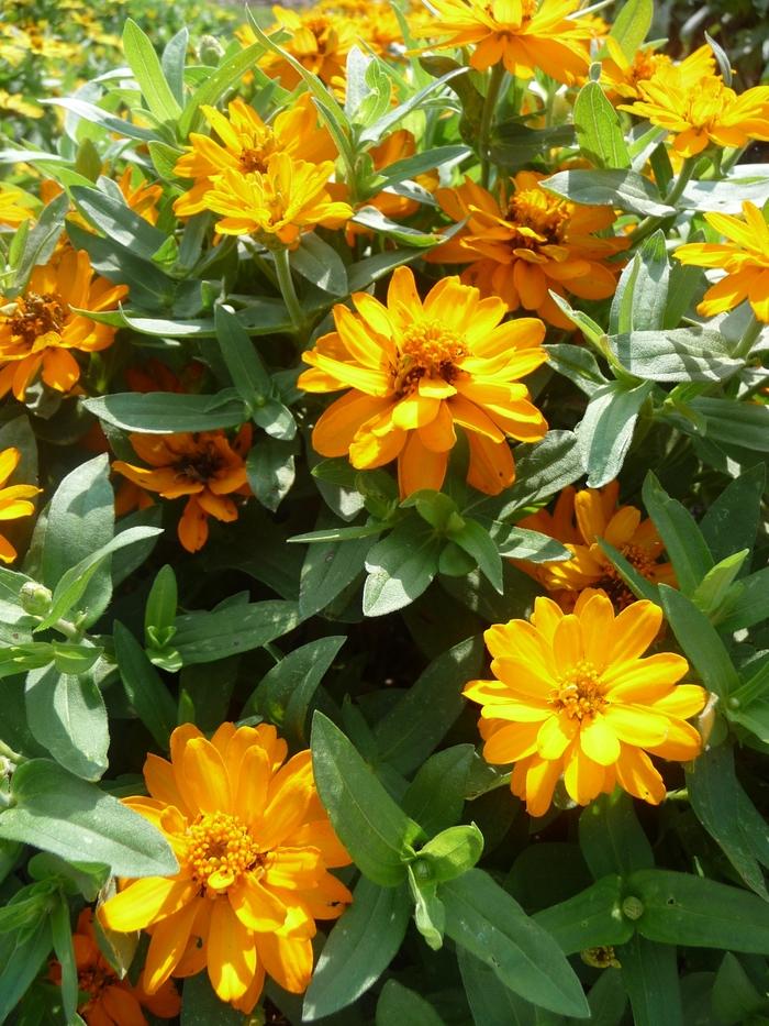 Zinnia Profusion Double Golden