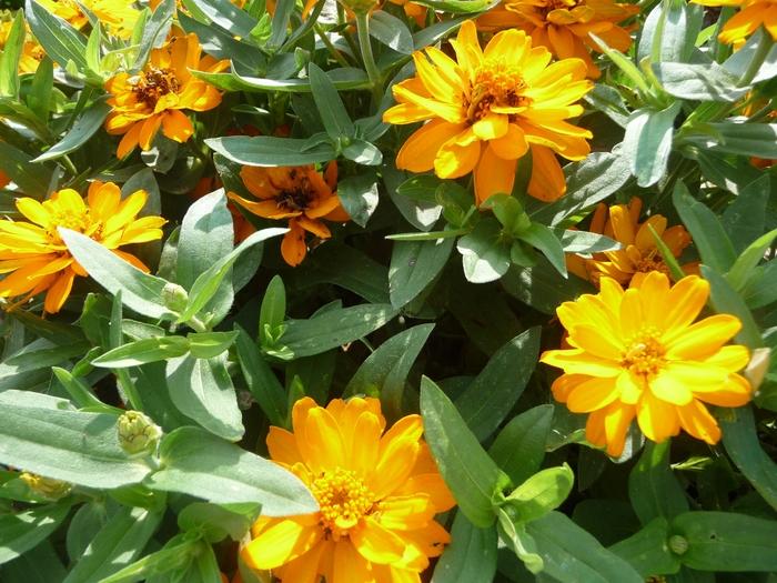 Zinnia Profusion Double Golden