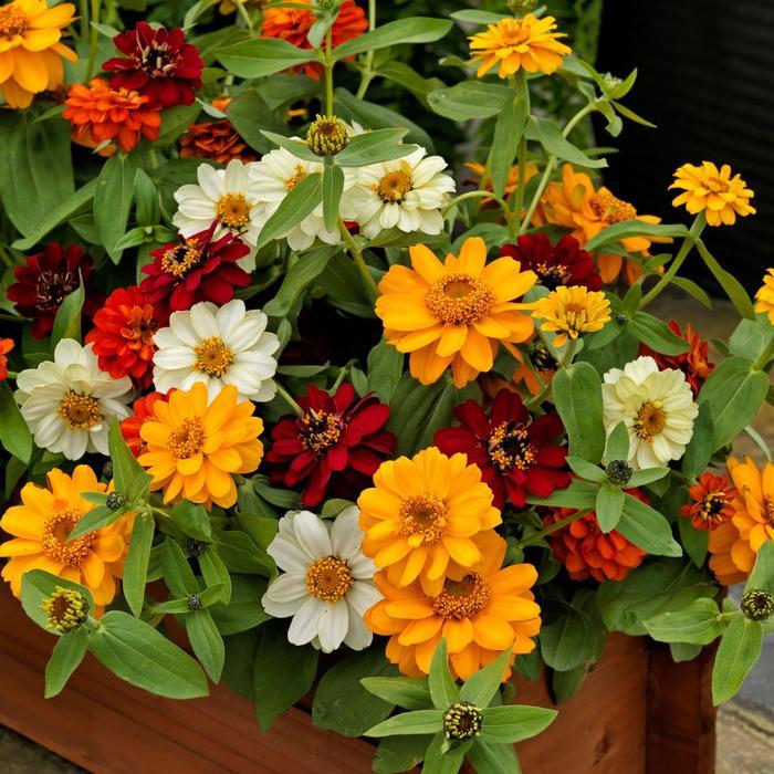 Zinnia Profusion Double Sunrise Mix