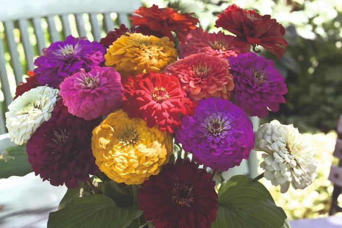 Zinnia elegans Benary's Giant Mix