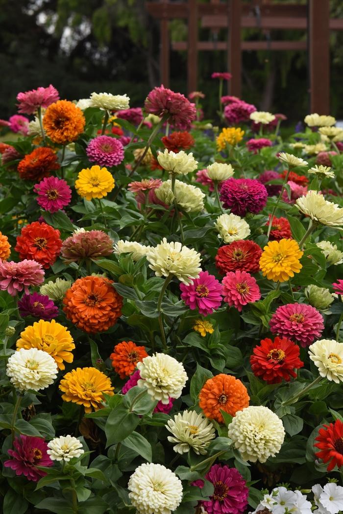 Zinnia elegans State Fair Mix