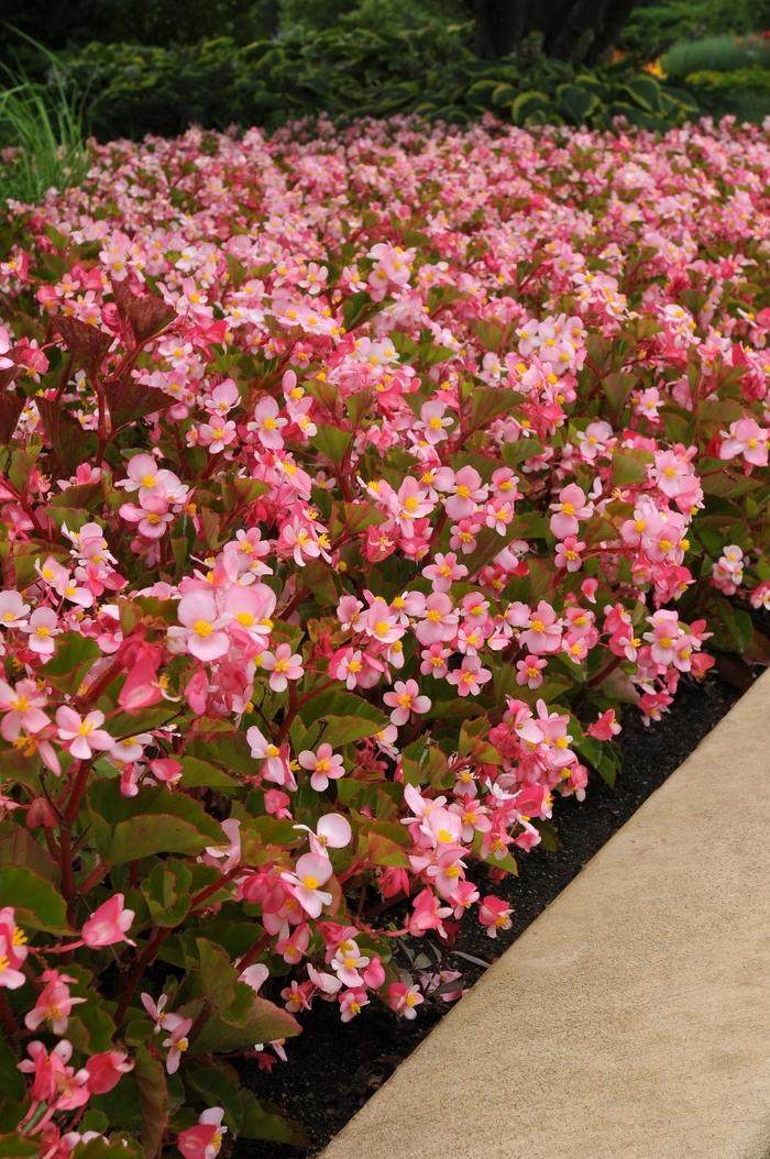 Begonia BabyWing® Pink