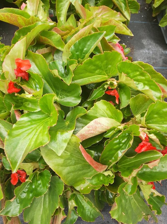 Begonia Dragon Wing® Red