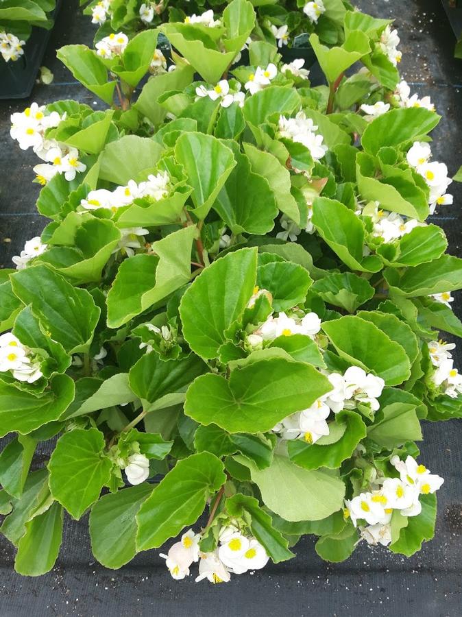 Begonia BabyWing® White