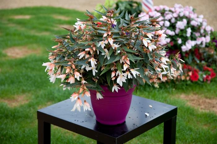 Begonia boliviensis Bossa Nova® Pure White