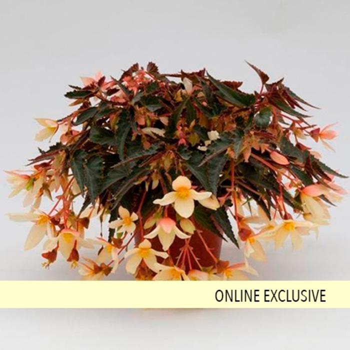 Begonia boliviensis Bossa Nova® Yellow