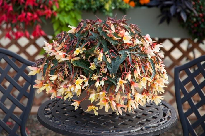 Begonia boliviensis Bossa Nova® Yellow