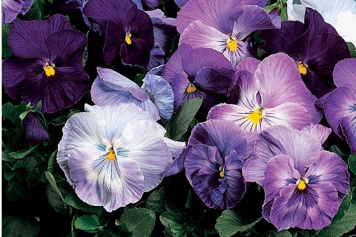 Viola x wittrockiana Delta™ Lavender Blue Shades