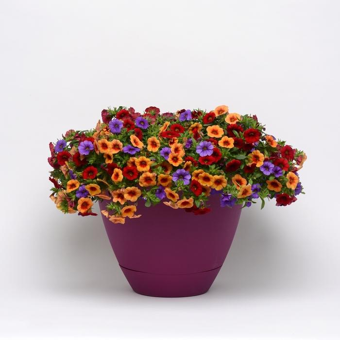 Calibrachoa Trixi® Caribbean Cocktail 18