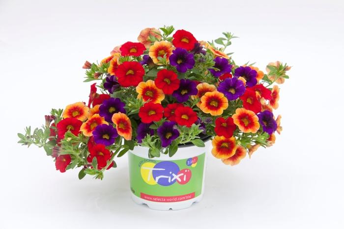 Calibrachoa Trixi® Caribbean Cocktail 18