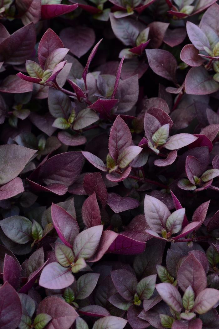 Alternanthera Plum Dandy™