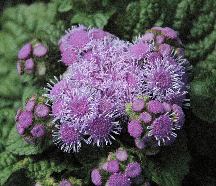 Ageratum houstonianum Aloha Blue