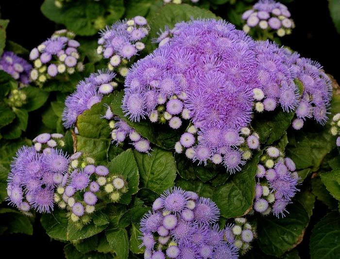 Ageratum houstonianum Aloha Blue