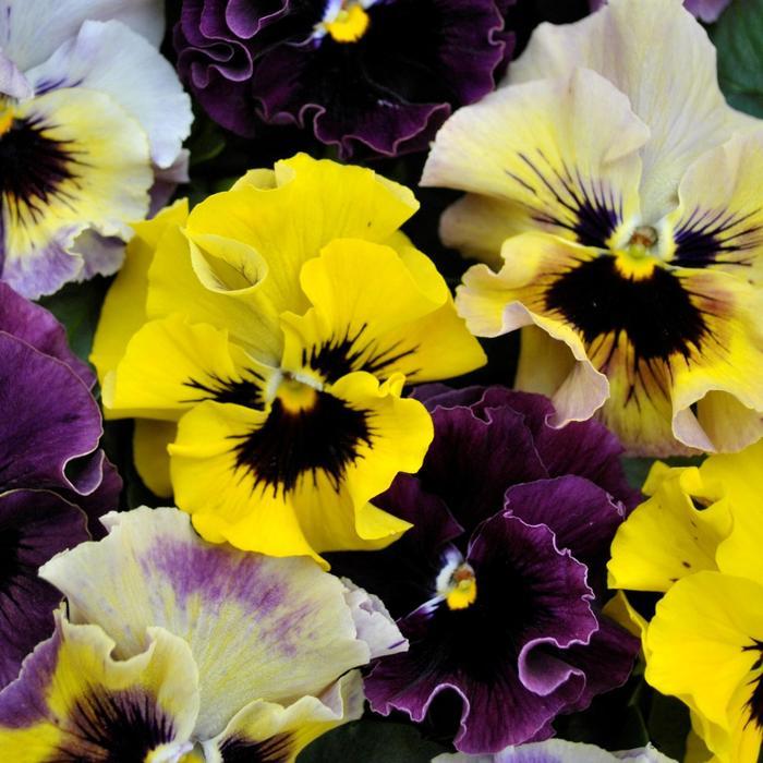 Viola x wittrockiana Frizzle Sizzle Mix