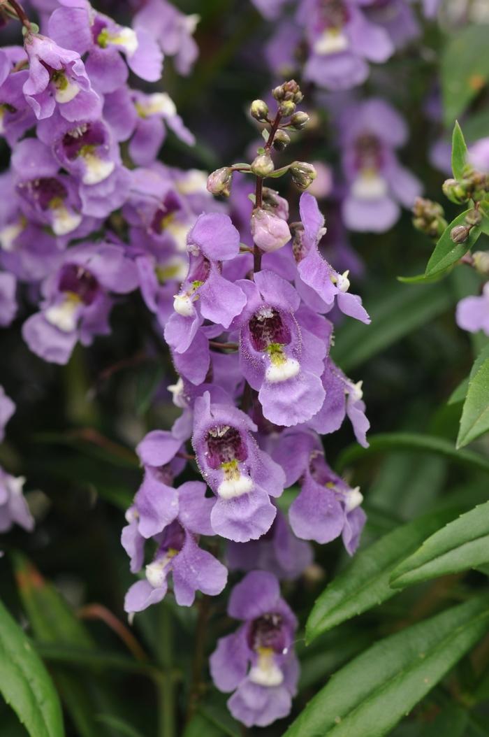 Angelonia angustifolia Serenita® Blue Sky