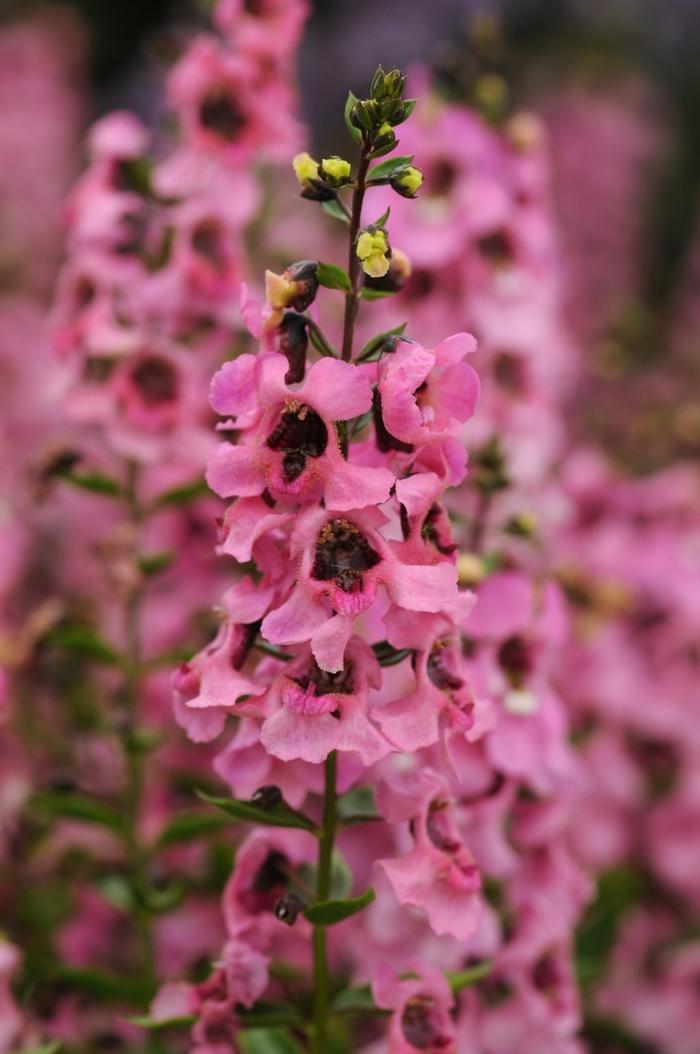 Angelonia angustifolia Serenita® Pink