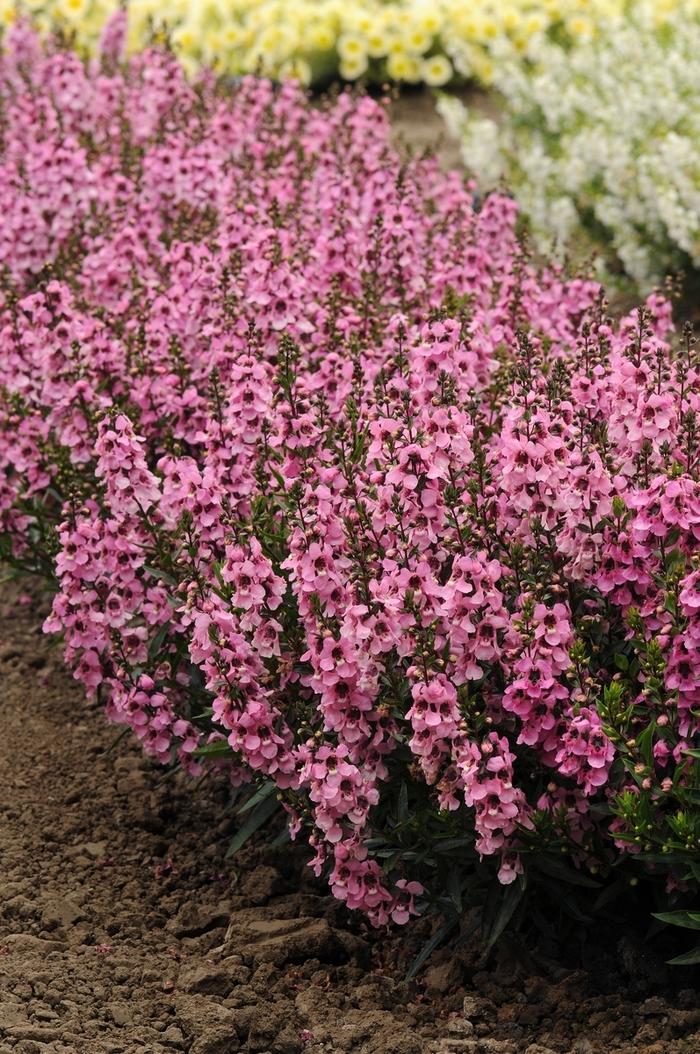 Angelonia angustifolia Serenita® Pink