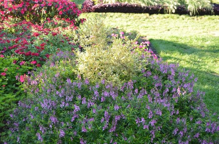 Angelonia angustifolia Serenita® Raspberry