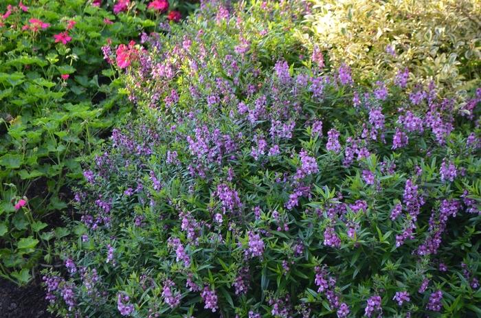 Angelonia angustifolia Serenita® Raspberry