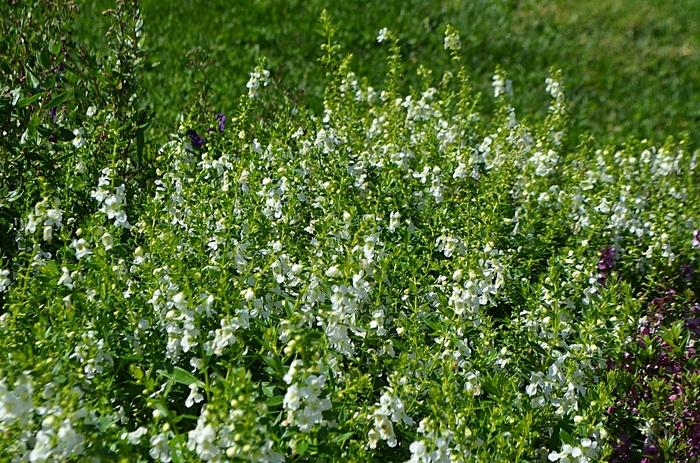 Angelonia angustifolia Serenita® Whiteccc