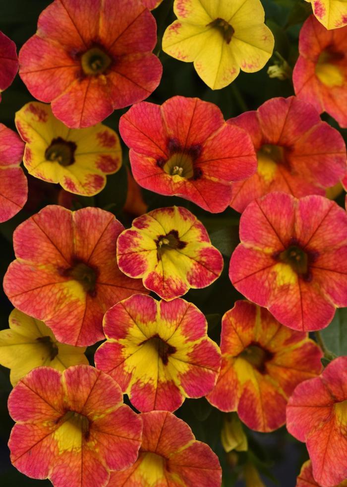 Calibrachoa Cabaret® Diva Orange