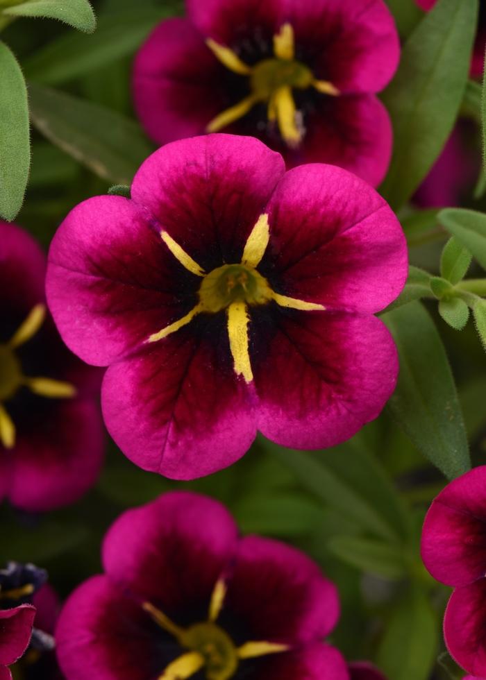 Calibrachoa Cabaret® Good Night Kiss