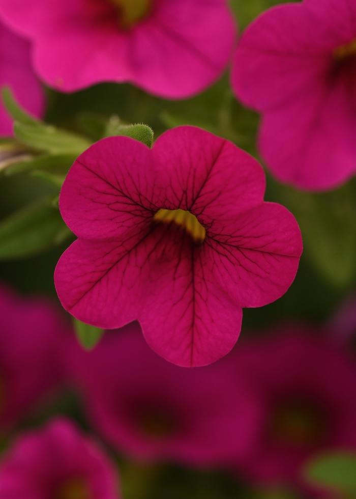 Calibrachoa Cabaret® Neon Rose