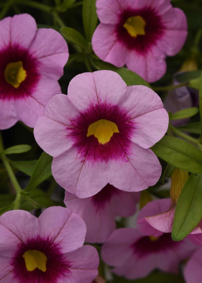 Calibrachoa Cabaret® Light Pink Kiss