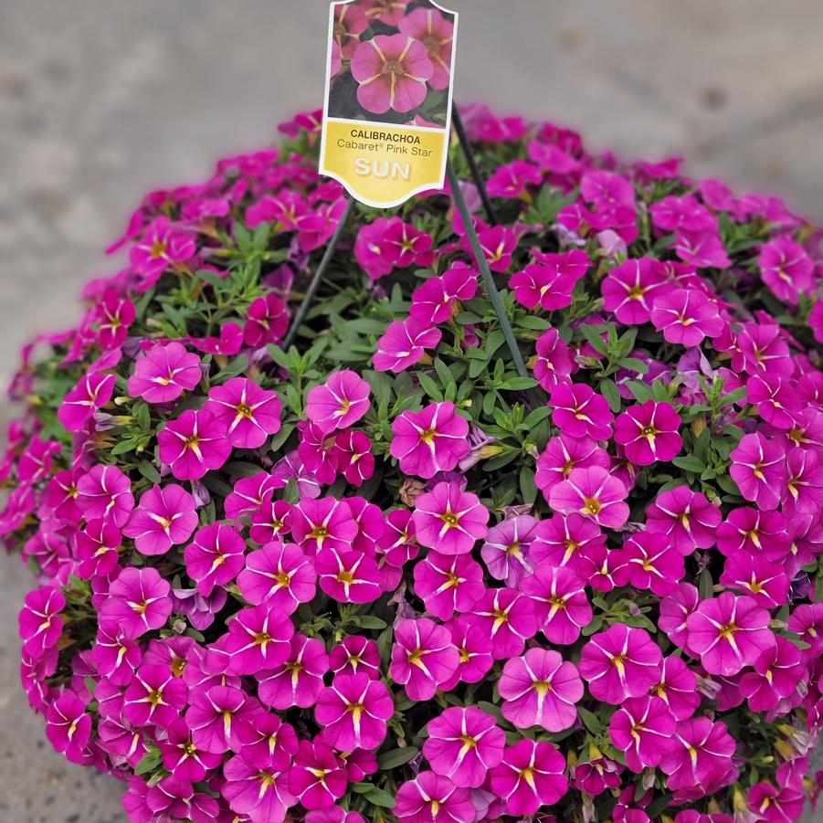 Calibrachoa Cabaret® Pink Star Improved