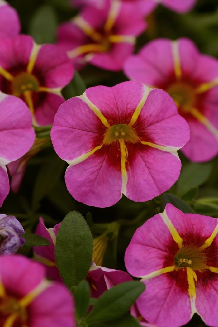 Calibrachoa Cabaret® Pink Star Improved