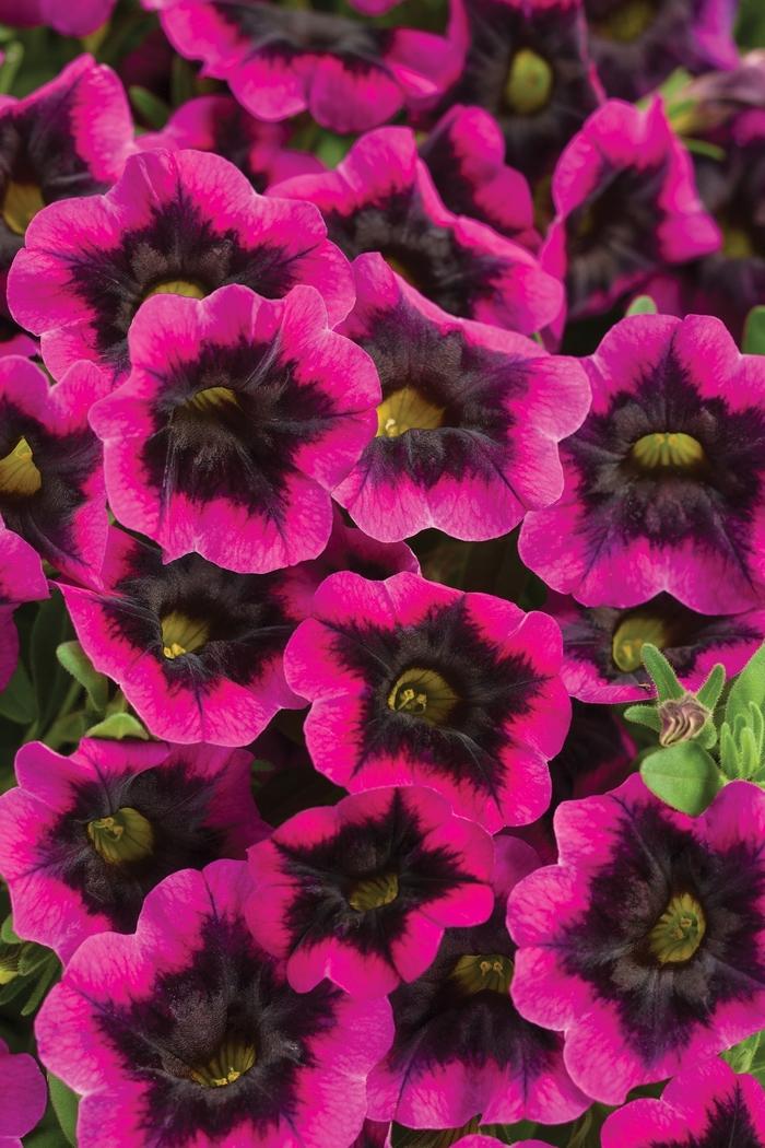 Calibrachoa Superbells® Blackcurrant Punch™