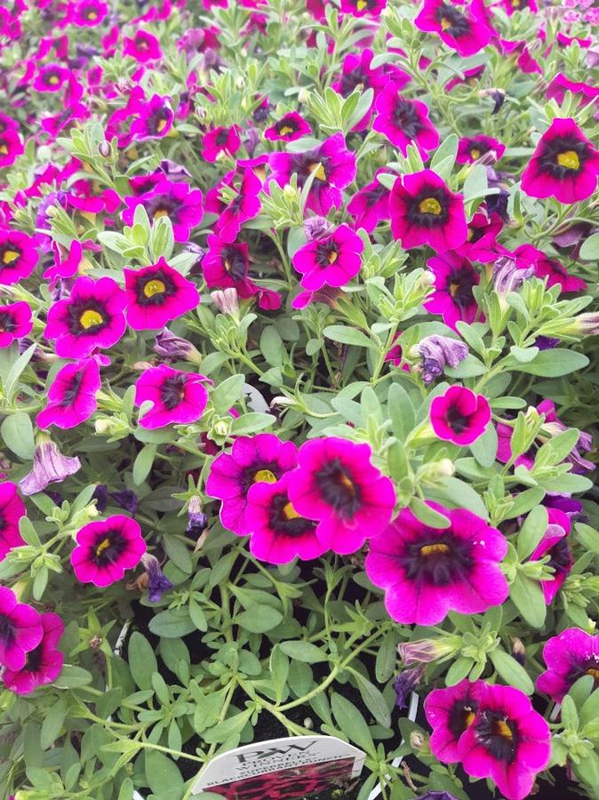 Calibrachoa Superbells® Blackcurrant Punch™