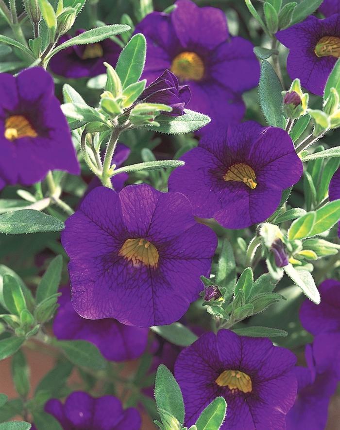 Calibrachoa Superbells® Blue