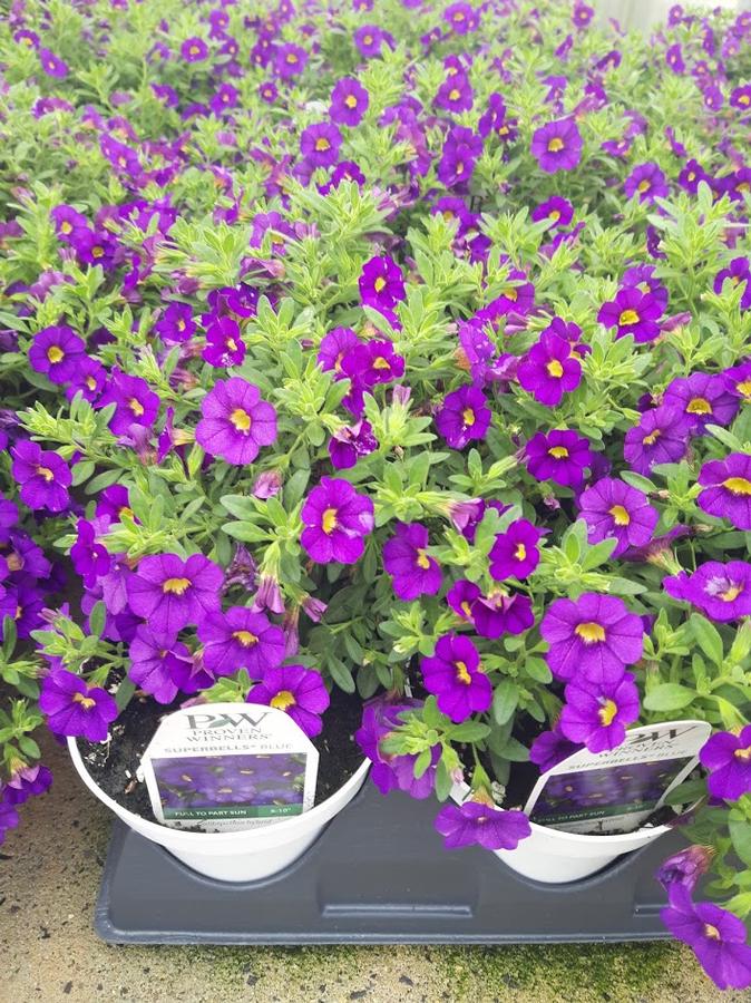 Calibrachoa Superbells® Blue