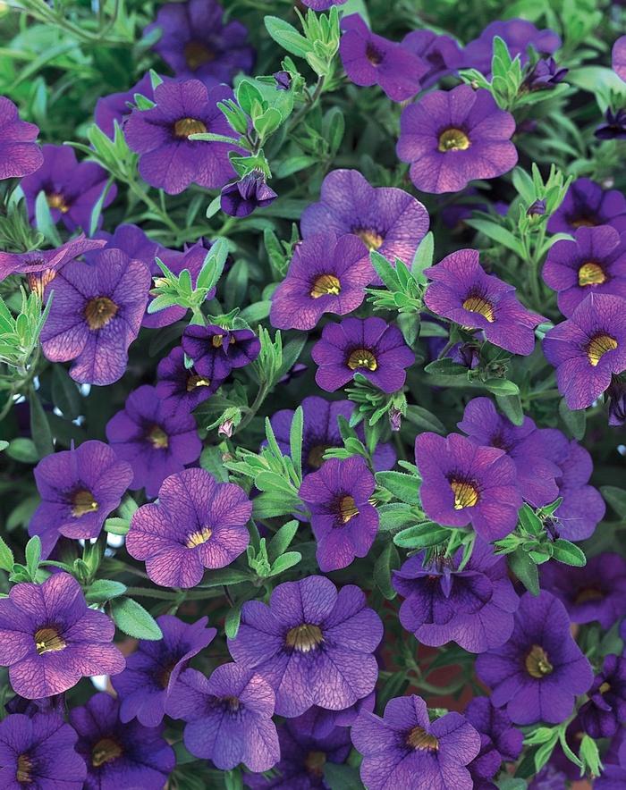 Calibrachoa Superbells® Blue