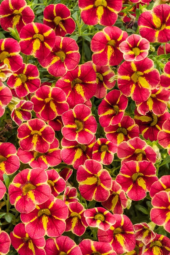 Calibrachoa Superbells® Cardinal Star™