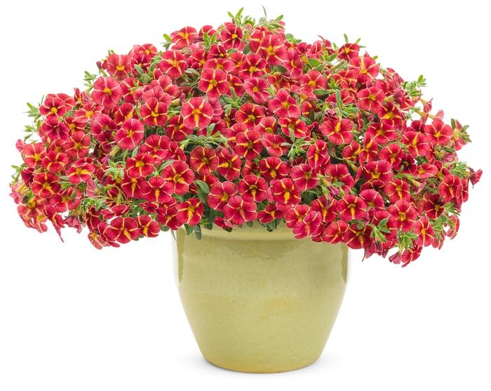 Calibrachoa Superbells® Cardinal Star™