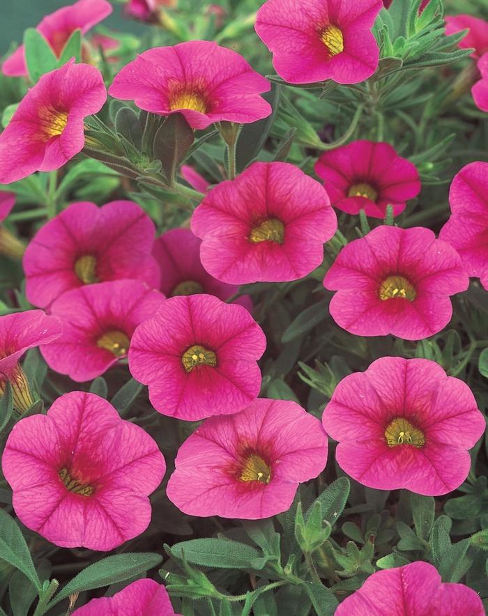 Calibrachoa Superbells® Cherry Red