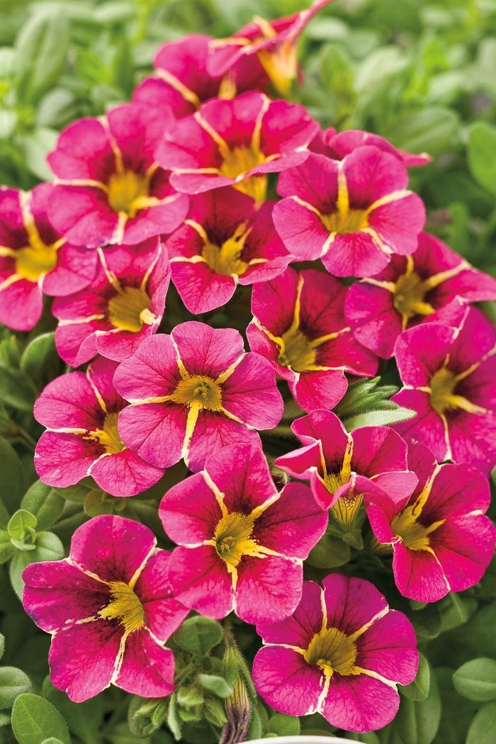 Calibrachoa Superbells® Cherry Star