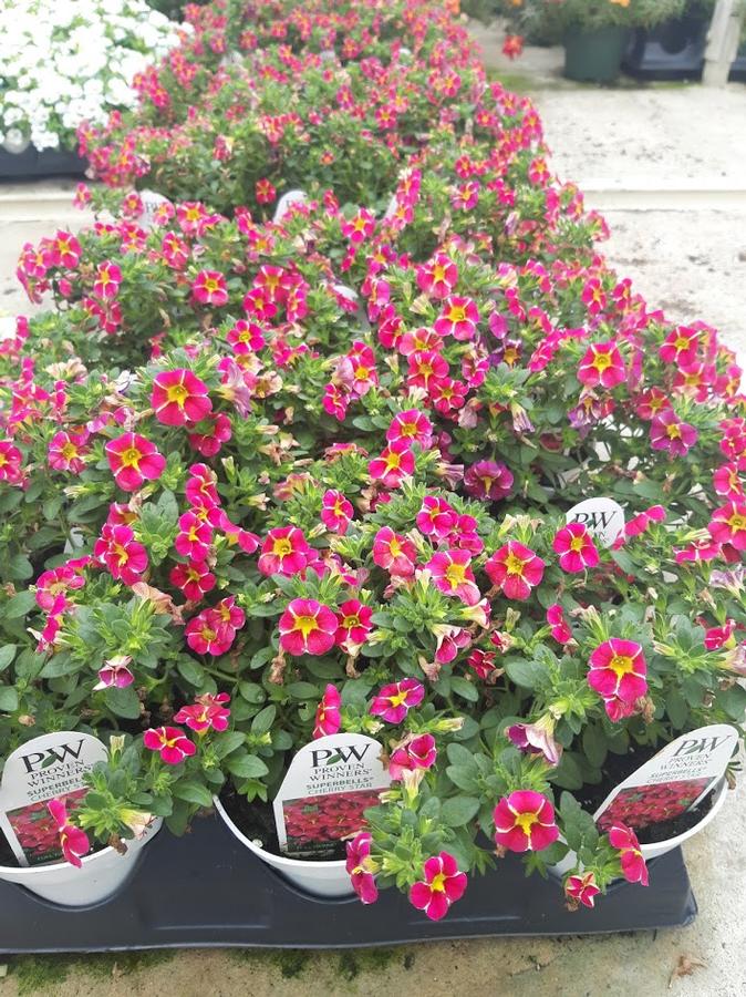 Calibrachoa Superbells® Cherry Star